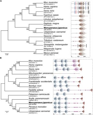 Air Exposure Affects Physiological Responses, Innate Immunity, Apoptosis and DNA Methylation of Kuruma Shrimp, Marsupenaeus japonicus